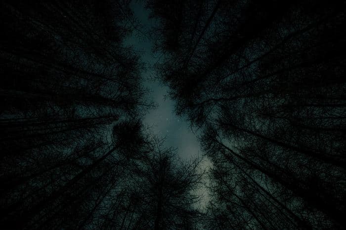 Forest Canopy Teal Sky