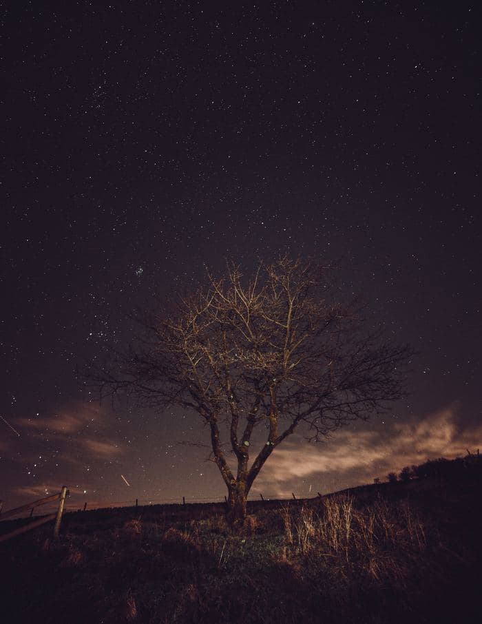 Lone Tree Shooting Star