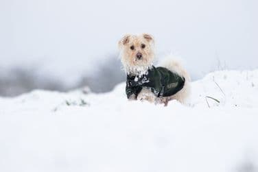 Dinky in snow
