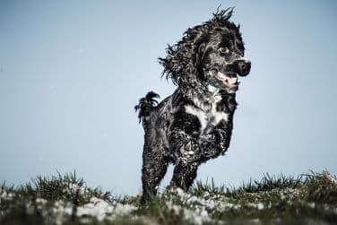 Apollo action shot