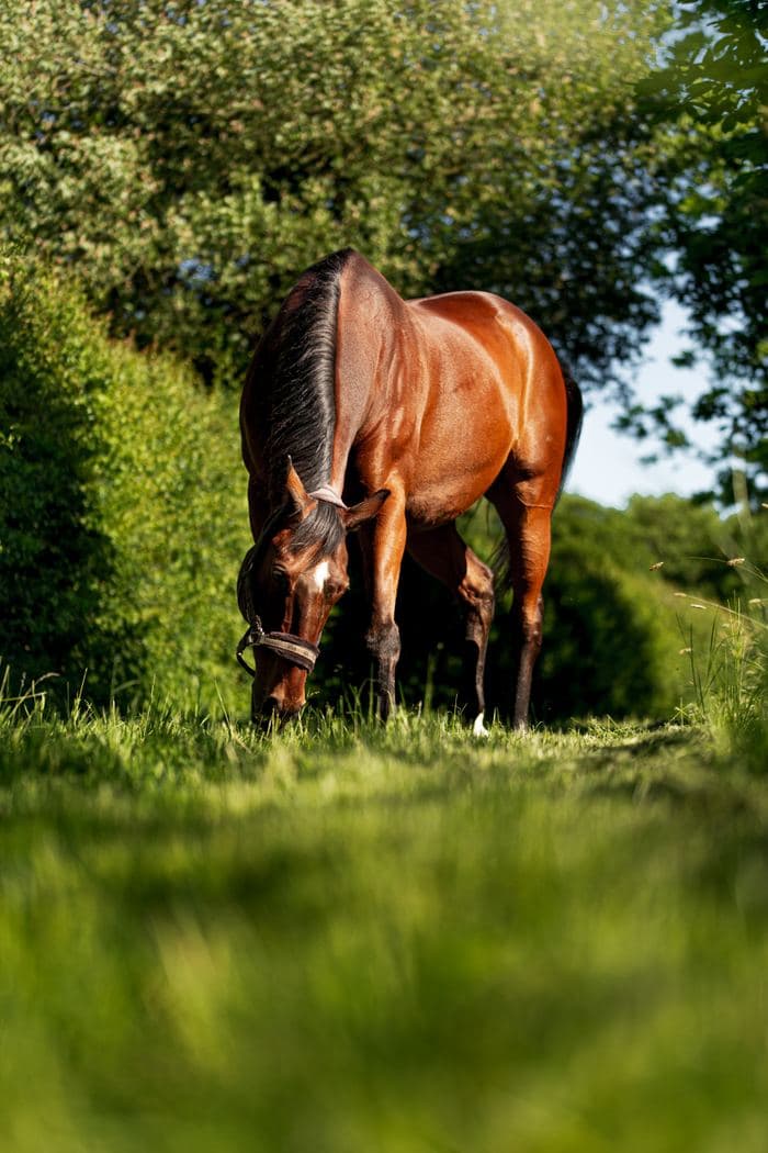 Bay Horse Grazing