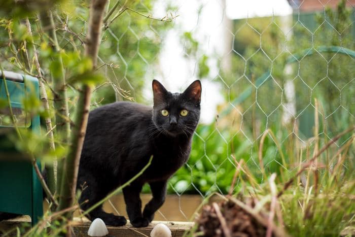 Black Cat In Garden