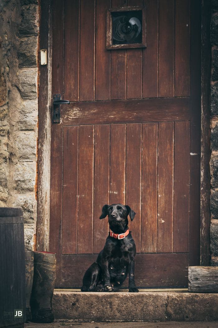 Black Dog At Wooden Door
