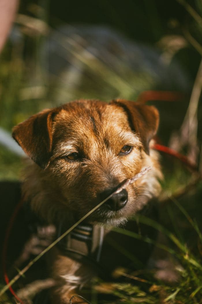 Border Terrier Portrait Grass
