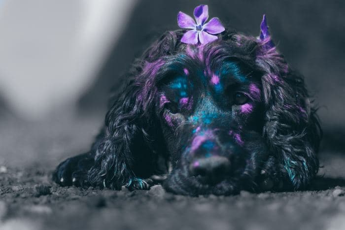 Cocker Spaniel Flower Portrait