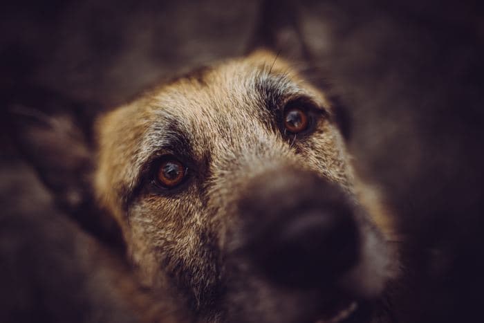 Dog Eyes Close Up