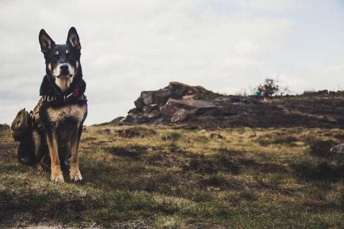 German Shepherd Hiking Moor