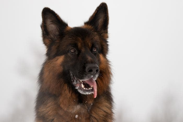 German Shepherd Portrait Snow