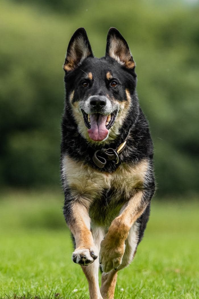 German Shepherd Running Grass
