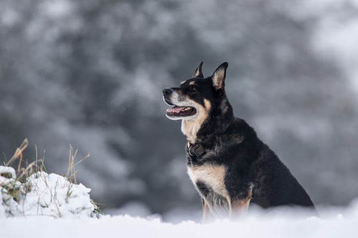 German Shepherd Sitting Snow