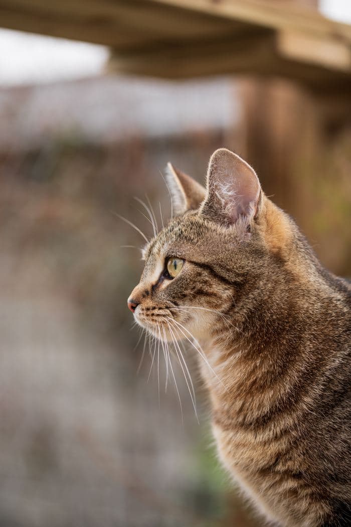 Tabby Cat Profile Portrait