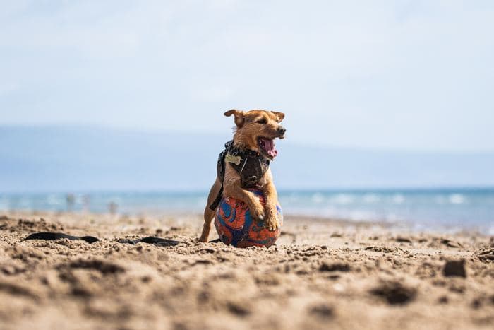 Terrier Playing Ball Beach