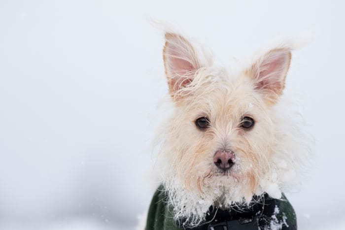 Terrier Portrait Snow