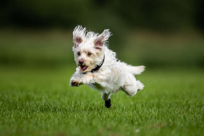 Terrier Running Grass