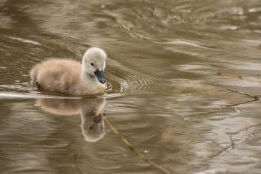 Signet