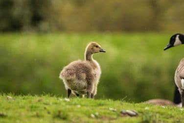 Gosling