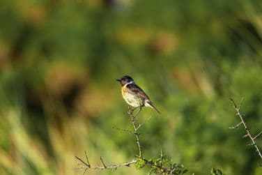Male Stonechat