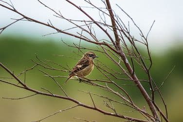 Female Stonechat