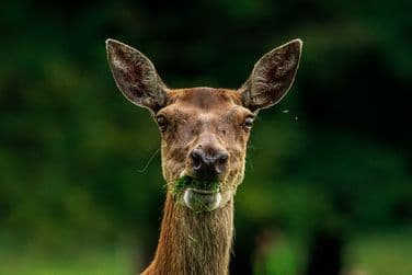 Fallow Deer close up