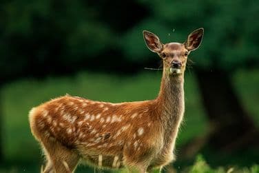 Fallow Deer