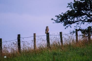 Short-Eared Owl