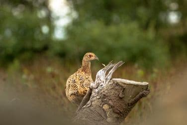 Pheasant
