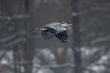 Heron