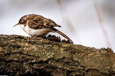 Treecreeper