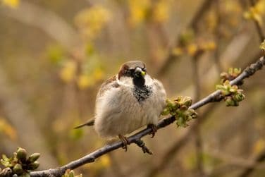 Sparrow
