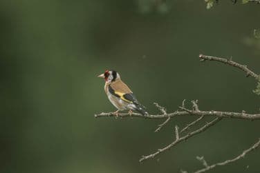 Goldfinch