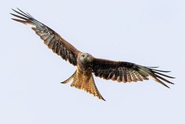 Red Kite