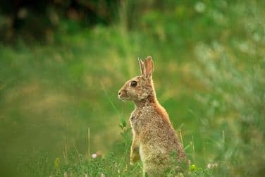 Rabbit