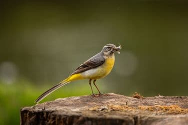 Grey Wagtail