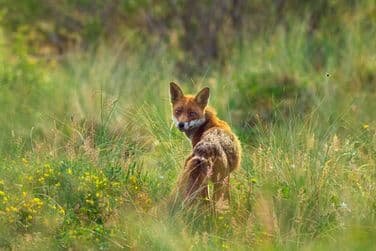 Fox