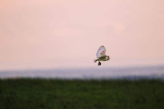 Barn Owl Hunting At Dusk
