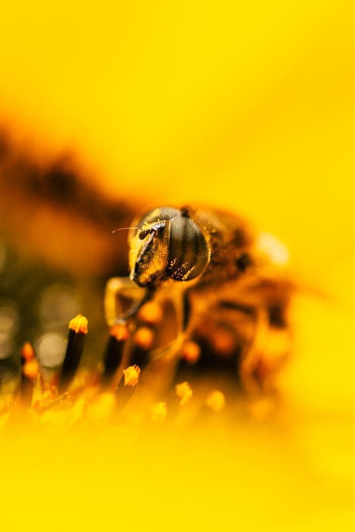 Bee Close Up Macro