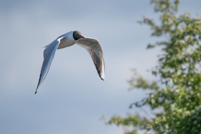 Black Headed Gull In Flight