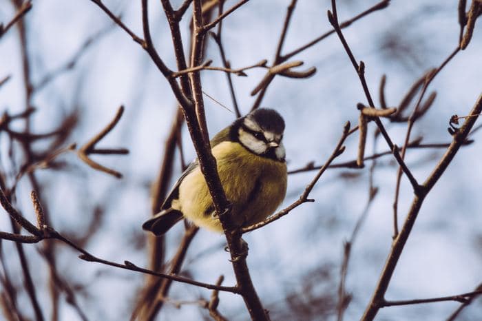 Blue Tit On Branch