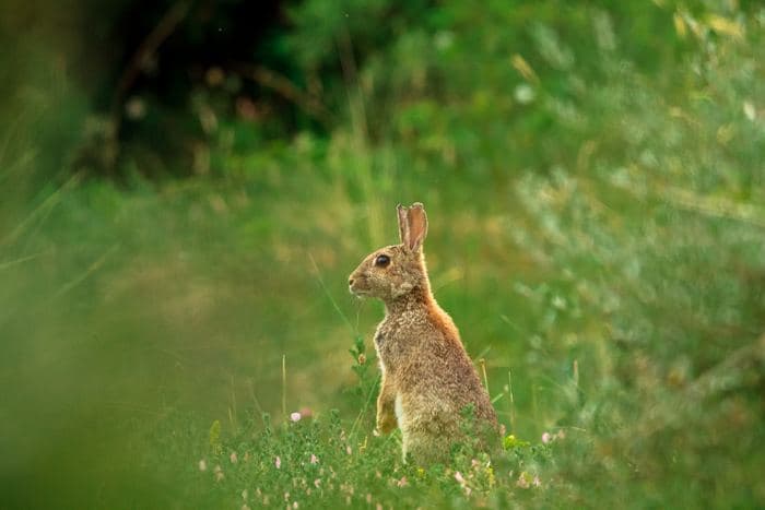Brown Hare In Meadow