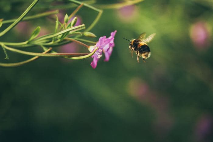 Bumblebee Approaching Flower
