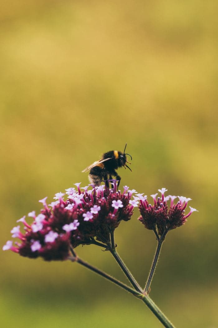 Bumblebee On Verbena