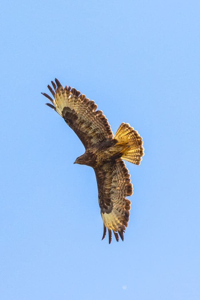 Buzzard Diving Flight