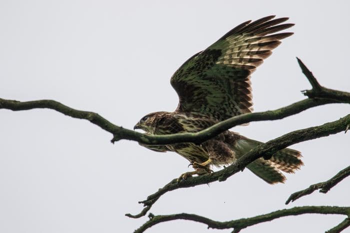 Buzzard Landing On Branch