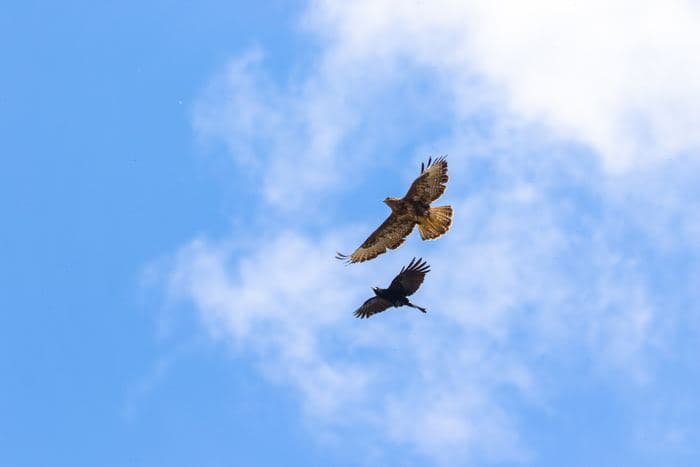 Buzzard Mobbed By Crow