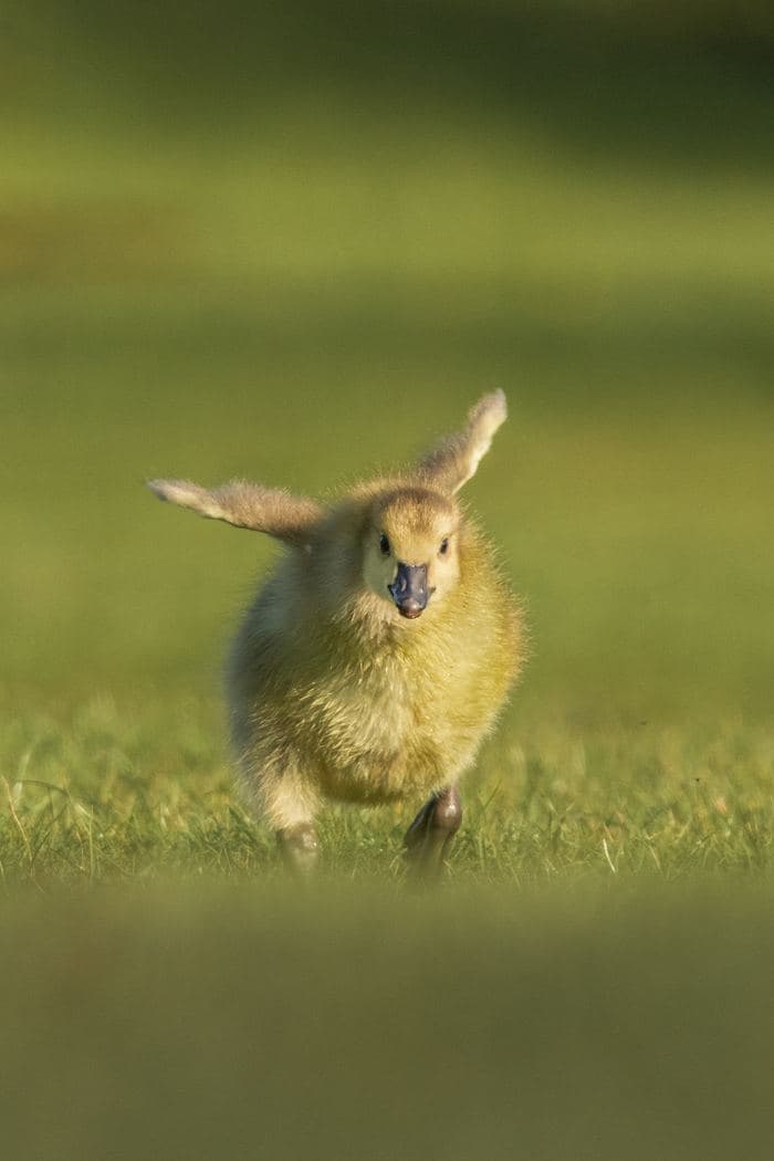 Canada Goose Gosling Running