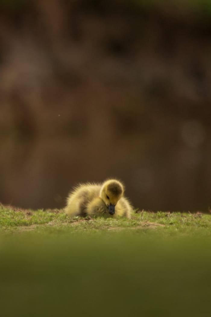 Canada Goose Goslings Huddled