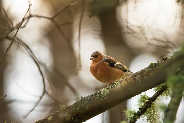 Chaffinch On Branch