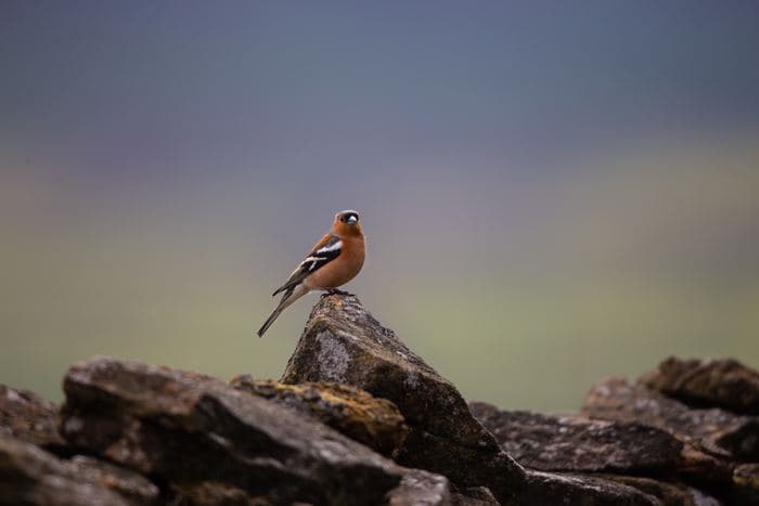 Chaffinch On Rock