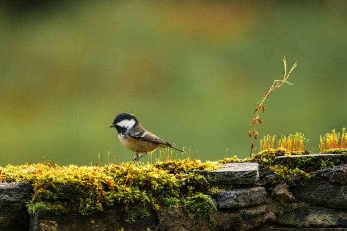 Coal Tit On Wall