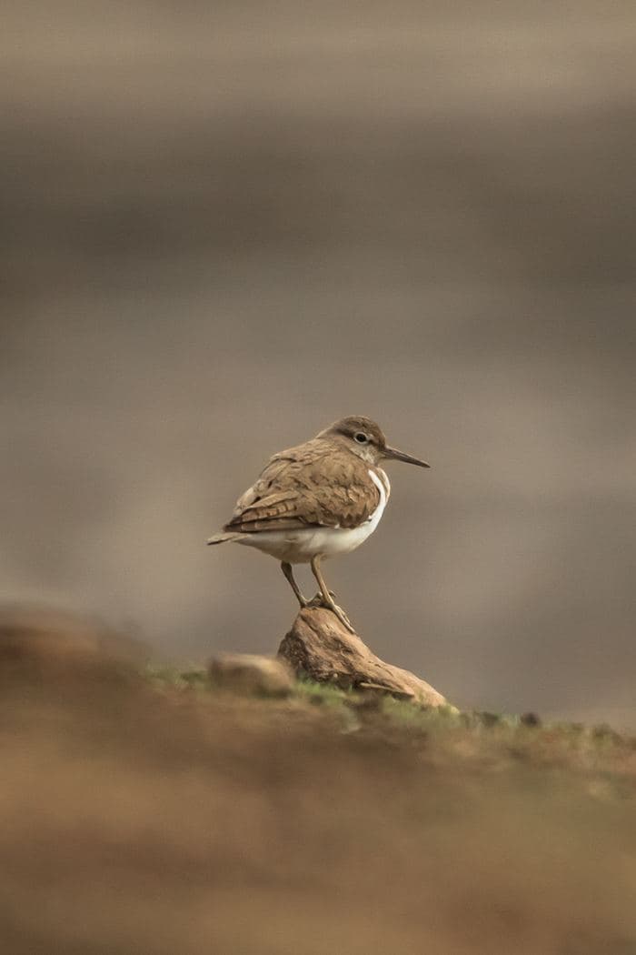 Common Sandpiper On Rock